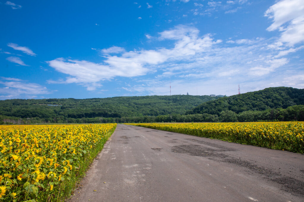 ひまわり道路